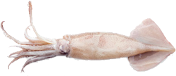 chilean cuttlefish safcol