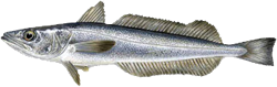 chilean hake safcol
