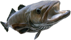 chilean sea bass safcol