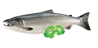 coho safcol