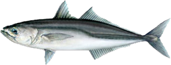 jack mackerel safcol