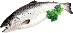 salmon atlantico