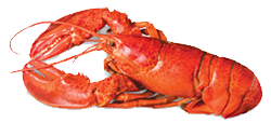 spiny live lobster safcol