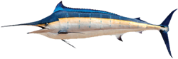 swordfish safcol