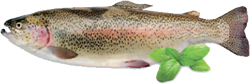 trout safcol