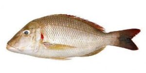emperor (lethrinus nebulosus)