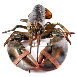american lobster