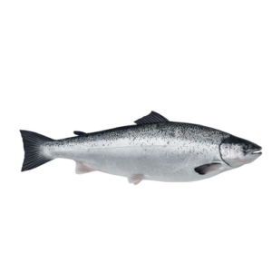wholesale atlantic salmon (salmo salar) – fresh, premium quality seafood