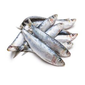 anchovy fish (engraulis encrasicolus) – premium wholesale seafood supply