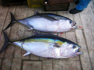 bluefin tuna