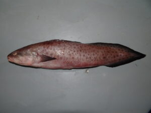 brotola pink cusk eel (genypterus blacodes)