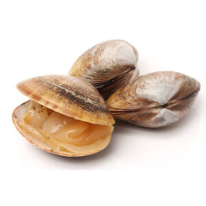 carpet shell clams