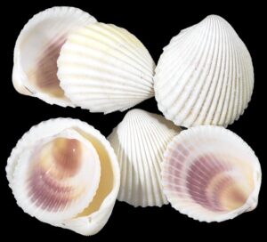 cockle