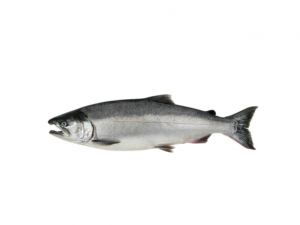 wholesale coho salmon fish (oncorhynchus kisutch) – premium seafood