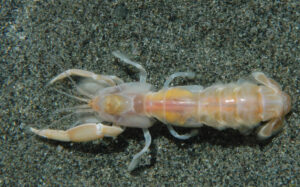 ghost shrimp