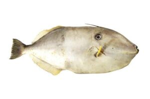 leatherjacket (oligoplites saurus)
