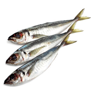horse mackerel (trachurus trachurus)