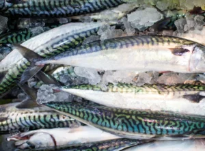 mackerel