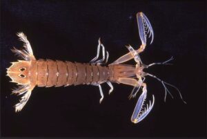 mantis prawns