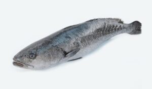 meagre / ombrina (argyrosomus regius) – premium whole fish & fillets for wholesale
