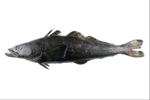 patagonian toothfish (dissostichus eleginoides) – premium whole fish & fillets for wholesale