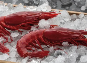 red prawns