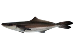 cobia (rachycentron canadum)
