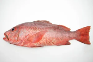 red snapper fish (lutjanus campechanus)