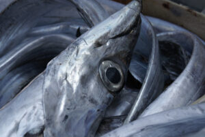 silver scabbardfish