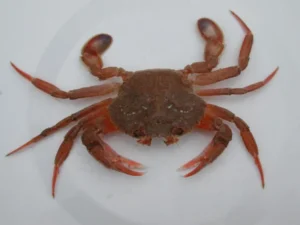 smooth swimcrab