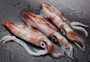 squid loligo vulgaris