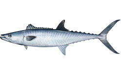 kingfish (scomberomorus cavalla)