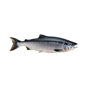 sockeye salmon (oncorhynchus nerka) – premium wholesale seafood