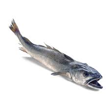 whole southern hake fish (merluccius australis)