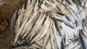black barracuda (sphyraena jello)