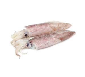 baby squid (loligo spp.) – premium whole squid for wholesale & export