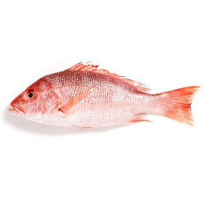 red sea bream (pagrus major) – premium whole fish & fillets for wholesale