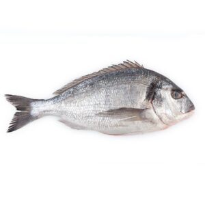 wholesale sea bream / dorade (sparus aurata) – premium whole fish & fillets