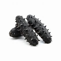 wholesale sea cucumber – dry & fresh (holothuroidea spp.) – premium supply