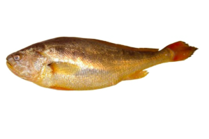 yellow croaker (larimichthys polyactis)