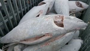 yellowfin tuna gg (thunnus albacares) – premium whole fish for wholesale & export