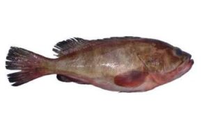 red reef code (epinephelus diacanthus)