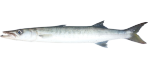 white barracuda (sphyraena obtusata)