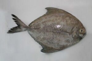 black pomfret(paraspromateus niger)