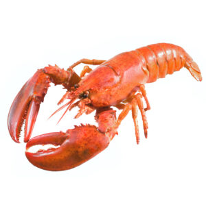 european lobster