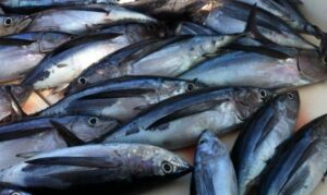 mediterranean bonito