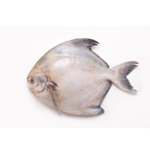 chinese pomfret