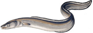 conger eel (conger)