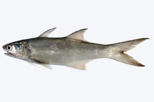 indian salmon (eleutheronema tetradactylum)