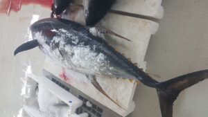 yellowfin tuna (thunnus thynnus)